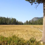 Big Meadow will be retored starting this fall. Photo/Todd Chaponot-UFSF