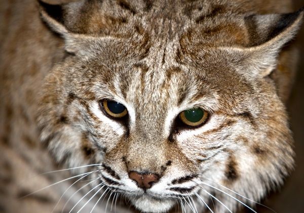 Pet bobcat finds a better home