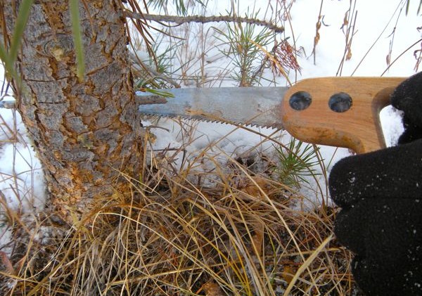 Cutting a tree adds magic to the holiday