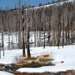 Work in the Angora burn area will take place this summer. Photo/Kathryn Reed