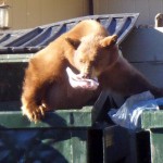 A Tahoe bear in 2009. Photo/Janice Eastburn