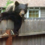 A bear comes into the backyard of a South Tahoe home.