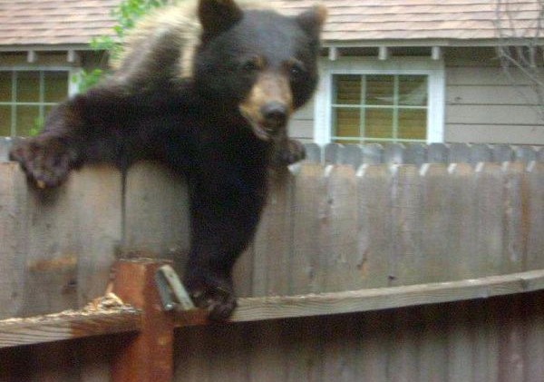 As winter warms, bears can’t sleep