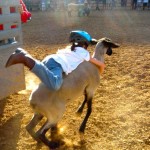 Megan Ehle, 7, of Placerville is off to a fast start in mutton bustin'. Photos/Kathryn Reed