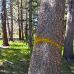 Trees at Lake Tahoe Community College will come down this month. Photo/Kathryn Reed