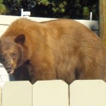 A bear in a South Shore neighborhood in fall 2009. Photo/Janice Eastburn