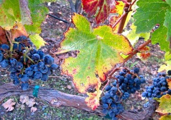 Trek through Napa Valley offers more than wine tasting