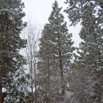 The end of the month is much like the start of January -- snowy in Tahoe. Photo/Kathryn Reed