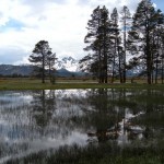 The Upper Truckee Marsh will be dog-free for three months starting May 1. Photo/LTN May 2010