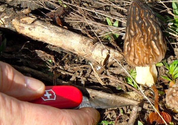 Bountiful crop of morels hiding in the Lake Tahoe Basin