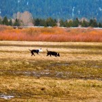 People allowing dogs to run off-leash lead the ban of canines at Upper Truckee Marsh. Photo/LTN