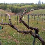 Grapes from El Dorado County vines will be showcased in Washington, D.C., food symposium. Photo/LTN file