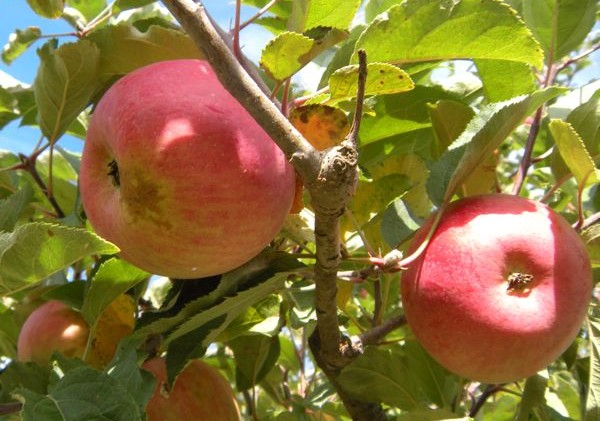 Apples No. 1 most-pesticide contaminated fruit