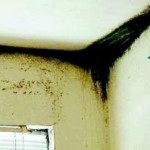 Mold at Bart's Apartments. Photo/South Lake Tahoe