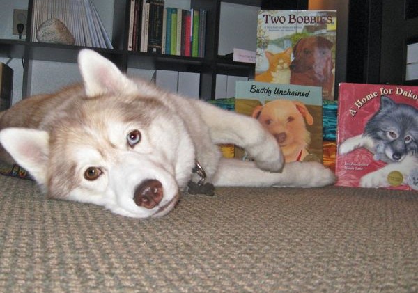 Dog assisted reading program at 2 South Shore locations