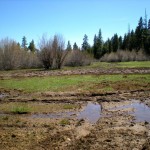 A Tahoe City meadow has been ruined by illegal 4-wheel activity. Photos/USFS