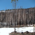 Dead trees remain in the Angora Creek area. Photo/LTN file