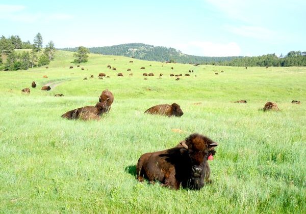 Federal wildlife protection board stuffed with trophy hunters