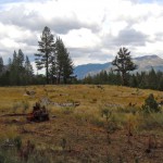 Part of Washoe Meadows State Park may be turned into a golf course. Photos/Kathryn Reed