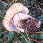 Smaller, younger King Bolete are best to saute.