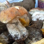 A basket of King Bolete found in Tahoe in October. Photos/Kathryn Reed