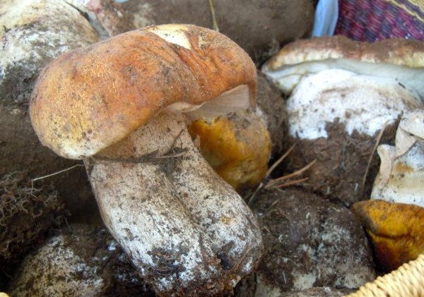 Hunters prowling the woods for late King Bolete harvest