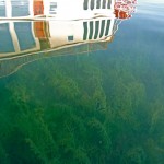 Milfoil is a problem in the Tahoe Keys and elsewhere in Lake Tahoe. Photo/TRCD