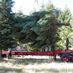 CalFire crews load this year's state Christmas tree. Photo/CalFire