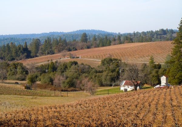 California wine grape harvest drops 7% in 2011