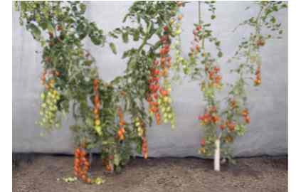 Tomato producers use grafting for higher yields