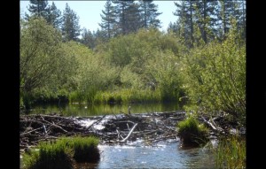 Beavers create dams like this one in Taylor Creek which then prevent the free flow of water. Photo/LTN file