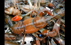 Tahoe Lobster Co. was the first to harvest invasive crawfish from Lake Tahoe . Photo/LTN file