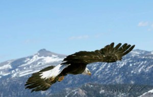 An bald eagle on April 14 is released back into the wild. Photo/John Adamsky 