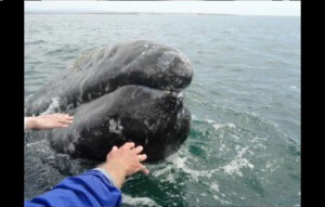 Reaching to touch whales near Baja, Mexico. Photos/Robert S. Wood
