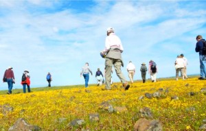 It's wildflower season on Table Mountain in Oroville. Photos/Kathryn Reed