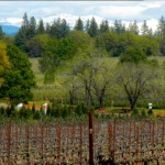 winery-lede