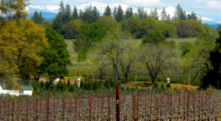 Weather, climate factor into winemaking