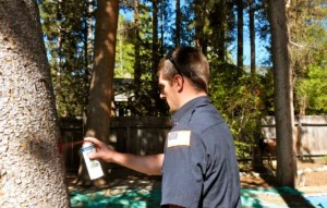 South Lake Tahoe fire Capt. Tyler Jack marks a tree that needs to come down. Photo/Kathryn Reed