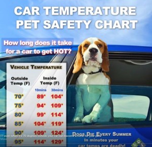 dog car temps