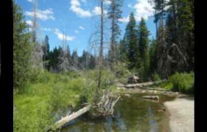 The General Creek area of Sugar Pine Point is where a fire burned Thursday. Photo/LTN file