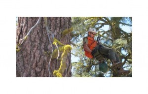 Matt Hurteau, assistant professor in the Department of Ecosystems Science and Management, rappelled down a sugar pine. Image: Penn State