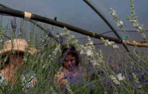 Students learn about lavender in a workshop at Campie's Lavender. Photo/Western Nevada College