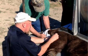 This black bear and her cub were returned to the wild tonight. Photo/Provided