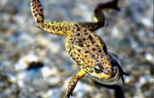 A yellow-legged frog. A federal proposal to protect the rare amphibian in the Sierra Nevada has stirred a backlash from business owners over the pain it could cause the region's recreation industry. (Vance Vredenburg, Associated Press / December 31, 1969)