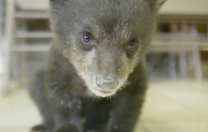 Lake Tahoe Wildlife Care has been rehabbing animals for more than three decades. Photo/LTWC