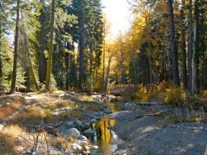 Blackwood Creek near Lake Tahoe was restored by the California Tahoe Conservancy, while the U.S. Forest Service fixed the upper watershed.
