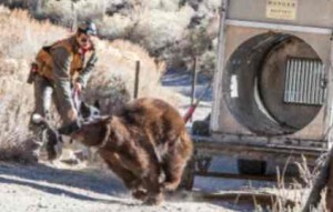 A bear is released Sunday in the Sierra chased by a bear. Photo/John Axtell