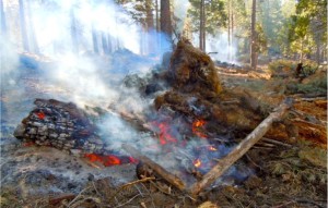 Proposed timber waiver changes would affect burn piles. Photo/LTN file 