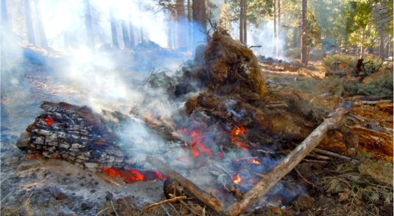 Study: Runoff boost from forest thinning