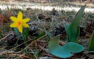 Spring is in air in the Lake Tahoe Basin. Photo/LTN